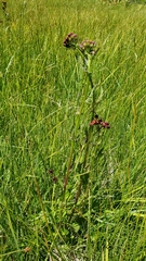 Packera pauciflora