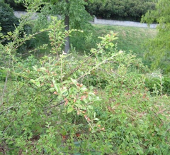 Cotoneaster nitens