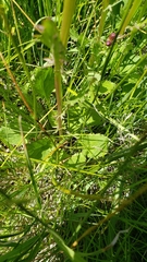 Packera pauciflora