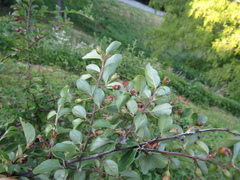 Cotoneaster nitens