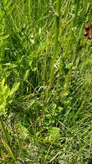 Packera pauciflora