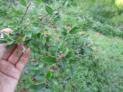 Cotoneaster nitens