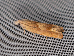 Eucosma conterminana