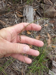 Eremochloa bimaculata