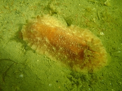 Geitodoris planata