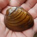 Slabside Pearlymussel - Photo (c) Jeff Garner, some rights reserved (CC BY-NC), uploaded by Jeff Garner