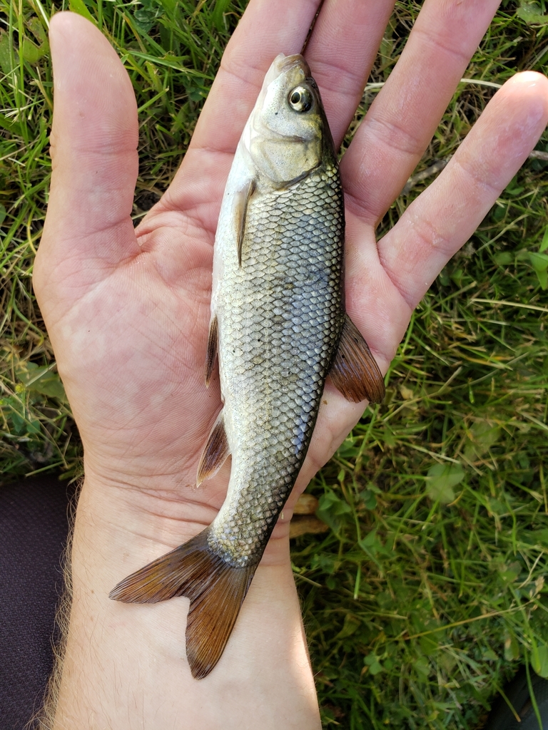 Tui Chub in June 2022 by Bradley Rasmussen · iNaturalist