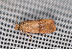 Celypha striana