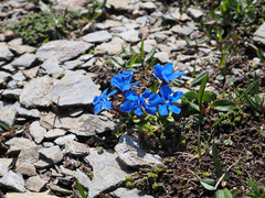 Gentiana brachyphylla