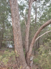 Corymbia trachyphloia