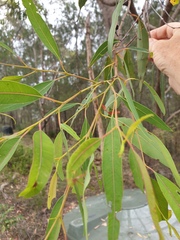 Corymbia trachyphloia