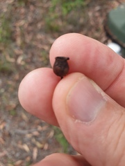 Corymbia trachyphloia