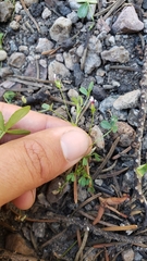 Trifolium variegatum geminiflorum