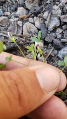 Trifolium variegatum geminiflorum
