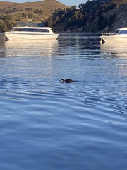 Rollandia microptera