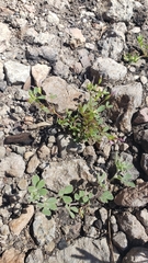 Trifolium variegatum geminiflorum