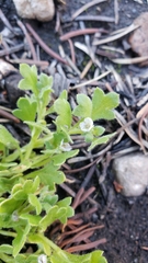 Nemophila spatulata