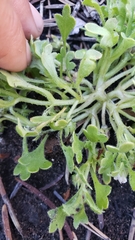 Nemophila spatulata