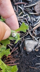 Nemophila spatulata