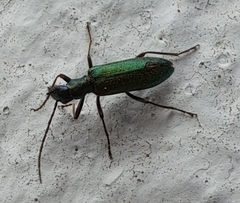 Chrysanthia geniculata