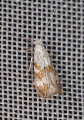 Bucculatrix frangutella