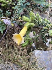 Cantua