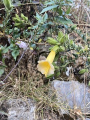 Cantua
