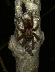 Psalmopoeus
