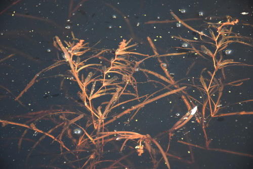 Potamogeton compressus iNat (1)