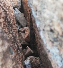 Hemidactylus giganteus