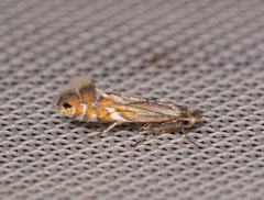 Phyllonorycter rajella