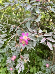 Rosa glauca