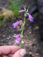 Penstemon oliganthus