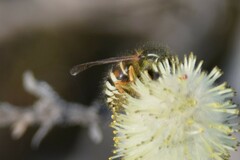 Dolichovespula albida