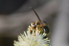 Dolichovespula albida