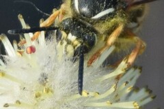 Dolichovespula albida