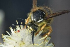 Dolichovespula albida