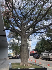 Ceiba
