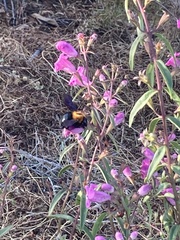 Xylocopa rufidorsum