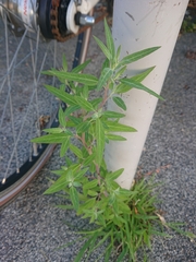Chenopodium album