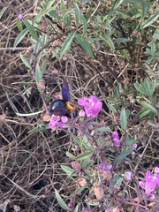 Xylocopa rufidorsum