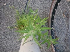Chenopodium album
