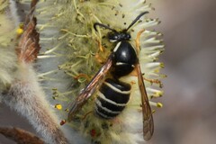 Dolichovespula albida