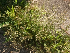 Eragrostis minor
