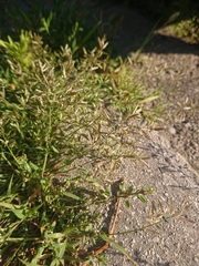 Eragrostis minor