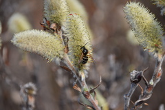 Dolichovespula albida