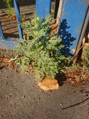 Senecio viscosus