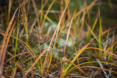 Carex sinclairii