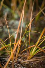 Carex sinclairii