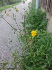 Picris hieracioides